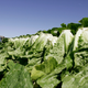 A worker harvests romaine lettuce in Salinas, Calif. Leafy green vegetables are among the lead cause of a recent E. Coli outbreak in the United States.